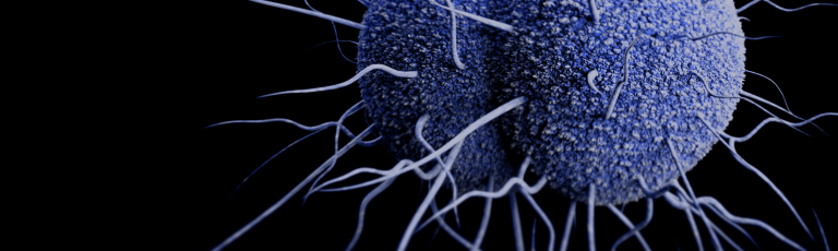 pathophysiology of gonorhea